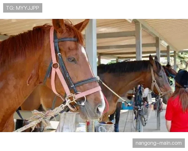富里睡醒发现自家马场又多两匹新马，账单比对手血条还长